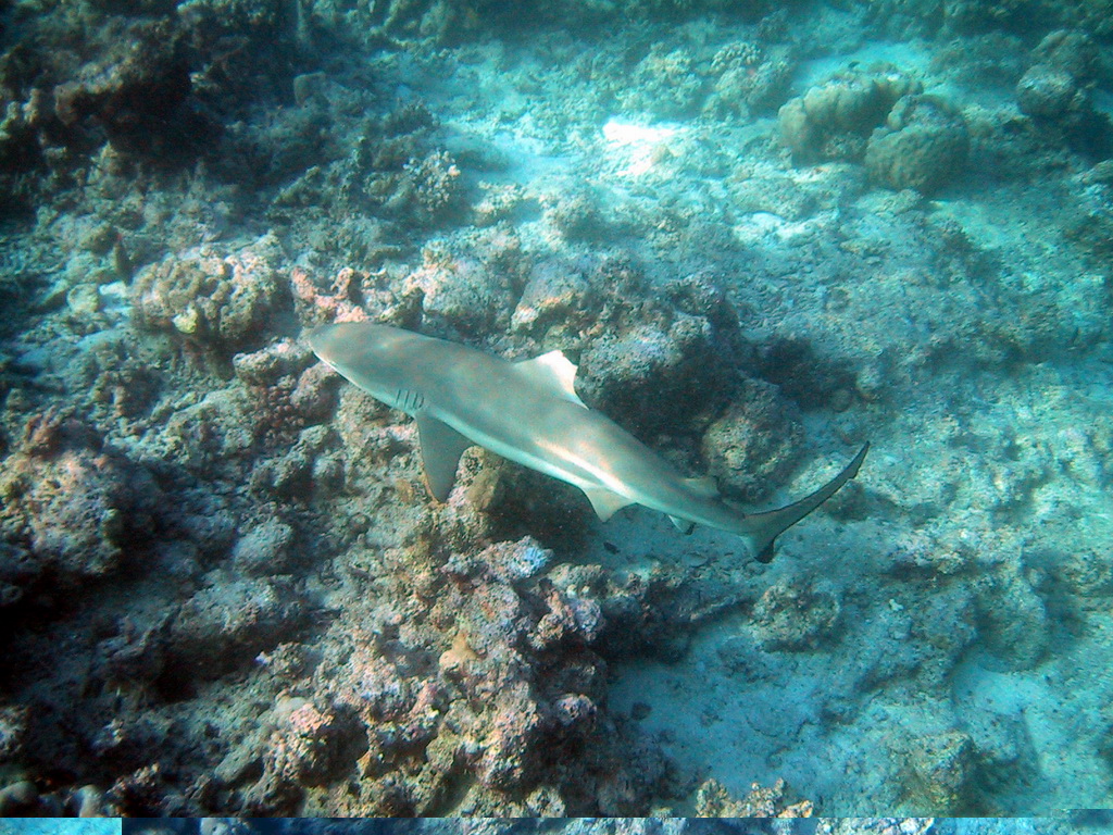 Carcharhinus melanopterus (Squalo pinna nera del reef)